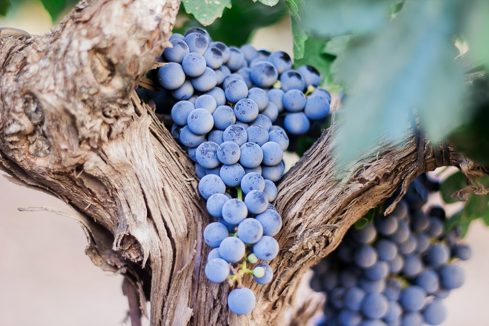 Ya sean vinos procedentes de uvas recolectadas a mano o mediante un proceso mecanizado, en Bodegas Arane tenemos una selección de los mejores vinos para tu paladar. Atrévete a descubrir la diferencia.